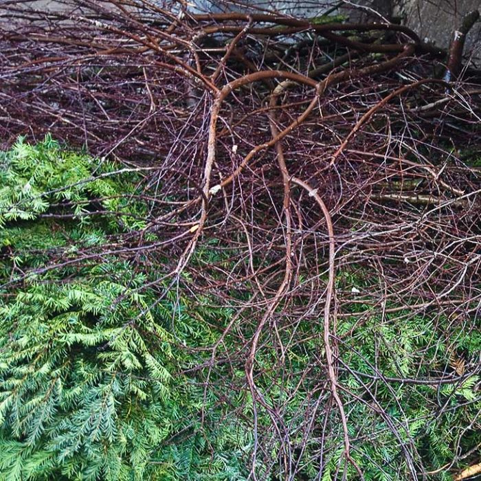 Gartenabfälle entsorgen: Wir recyceln Ihre Grünabfälle